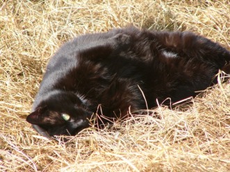Cat relaxing on North Devon farm