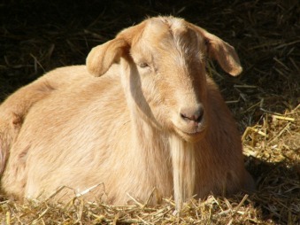 Goats on the North Devon farm