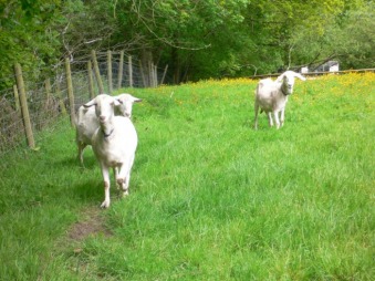 Goats in the meadow on North Devon farm