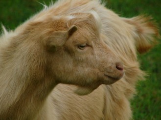 Goat on North Devon farm